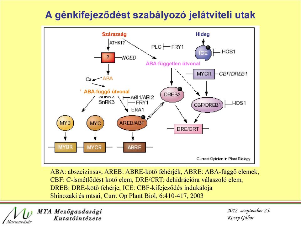 CBF: C-ismétlődést kötő elem, DRE/CRT: dehidrációra válaszoló elem, DREB: DRE-kötő