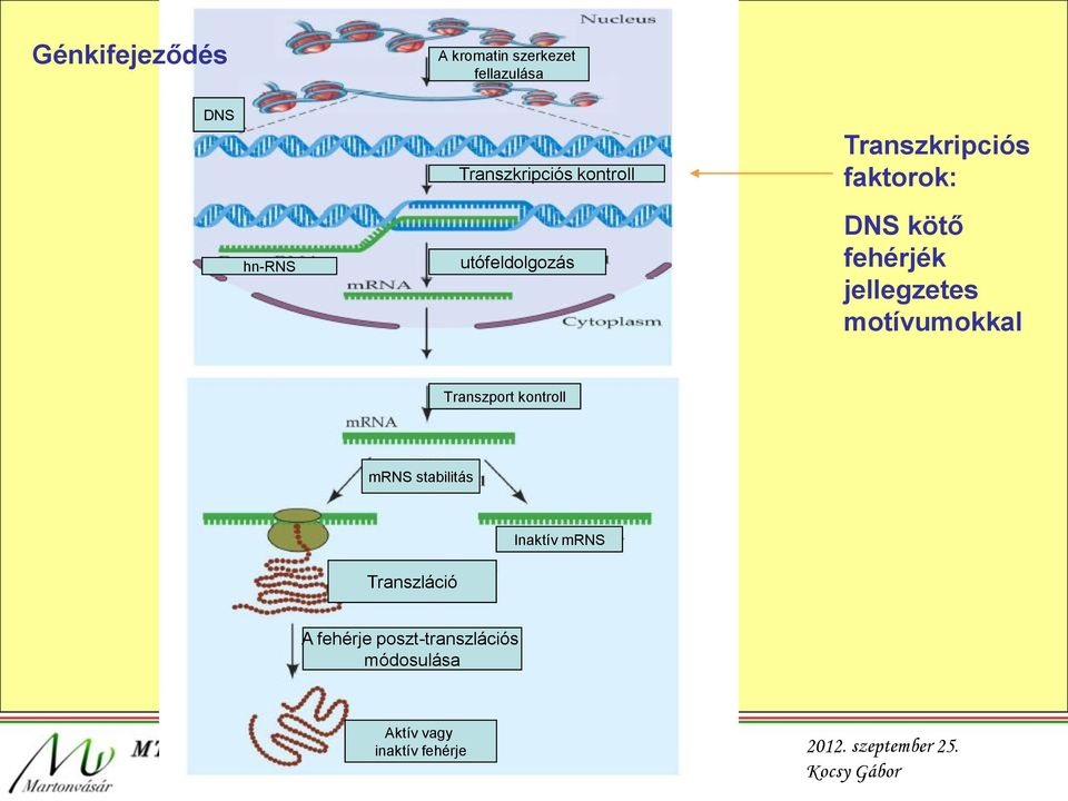 jellegzetes motívumokkal Transzport kontroll mrns stabilitás Inaktív mrns