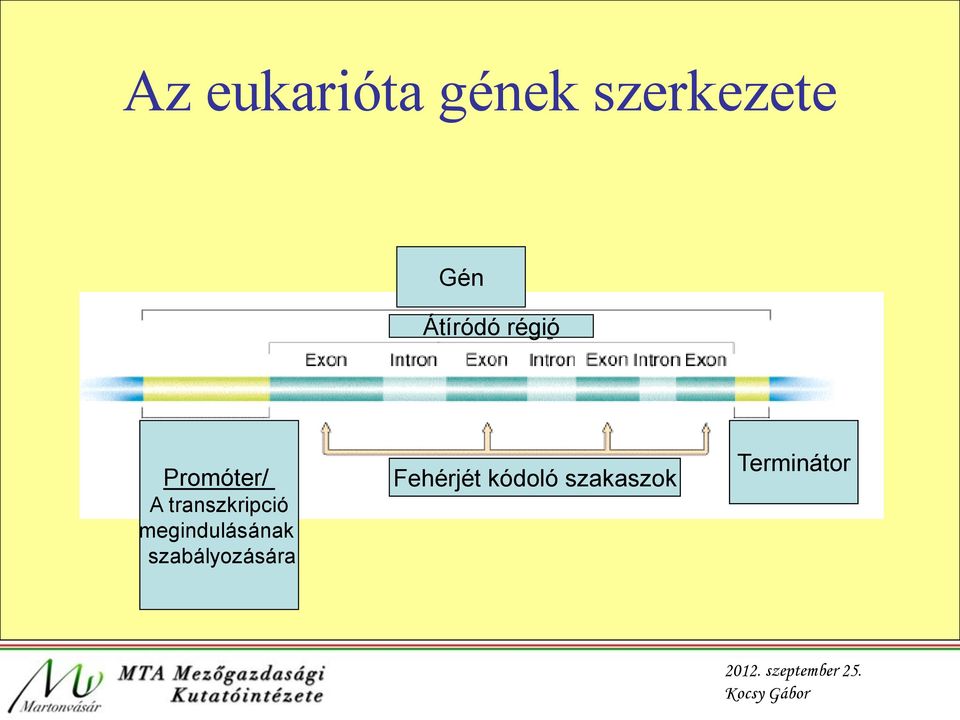 transzkripció megindulásának