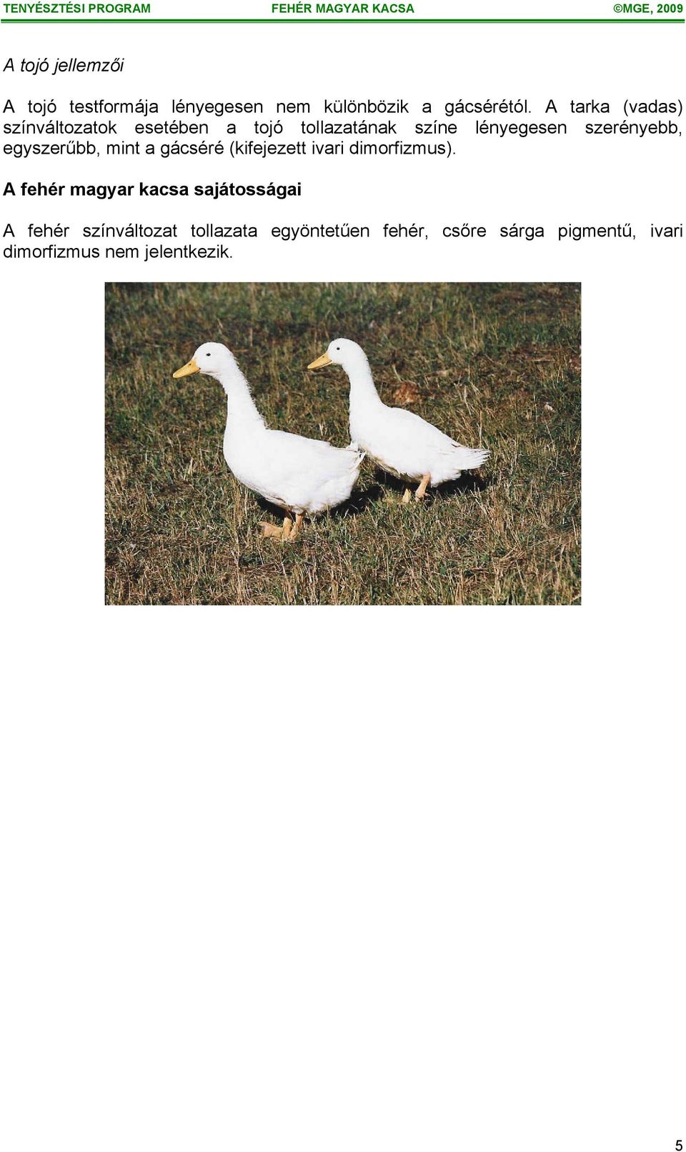 egyszerűbb, mint a gácséré (kifejezett ivari dimorfizmus).