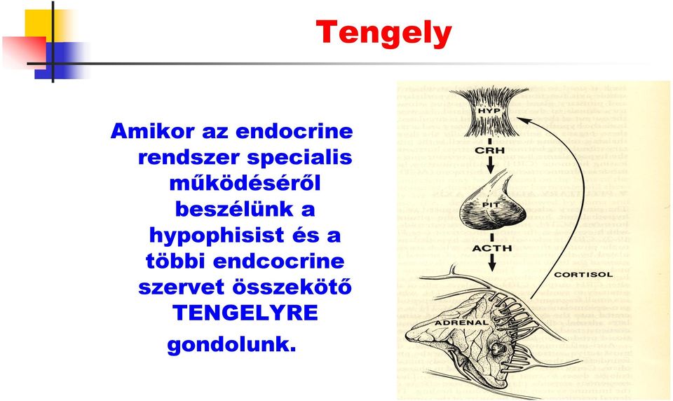 beszélünk a hypophisist és a többi