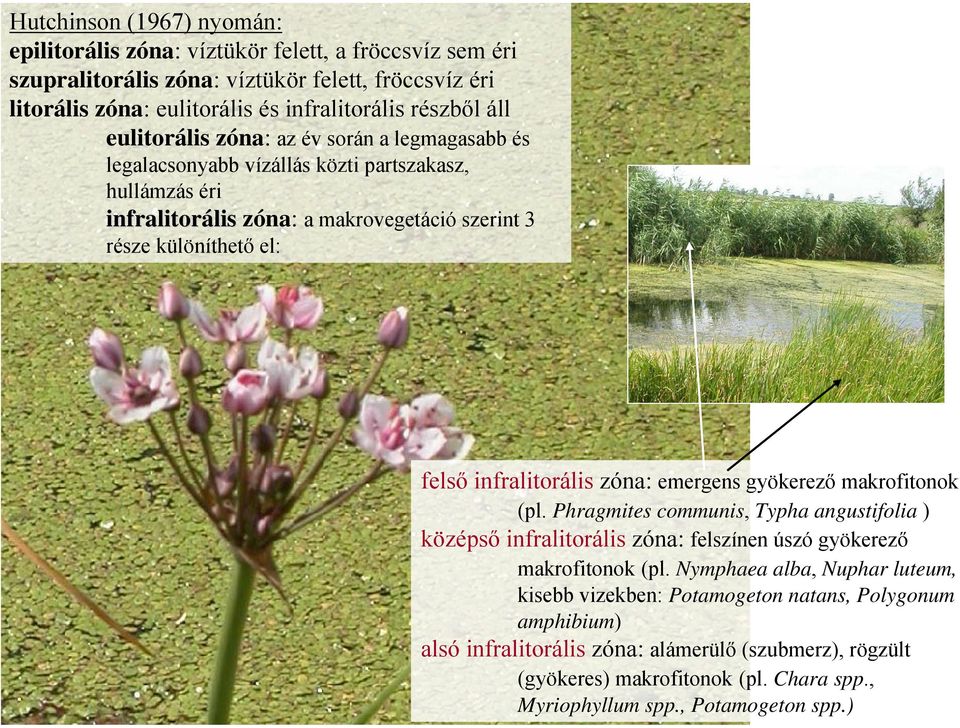 infralitorális zóna: emergens gyökerező makrofitonok (pl. Phragmites communis, Typha angustifolia ) középső infralitorális zóna: felszínen úszó gyökerező makrofitonok (pl.