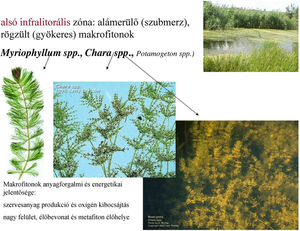 ) Makrofitonok anyagforgalmi és energetikai jelentősége: