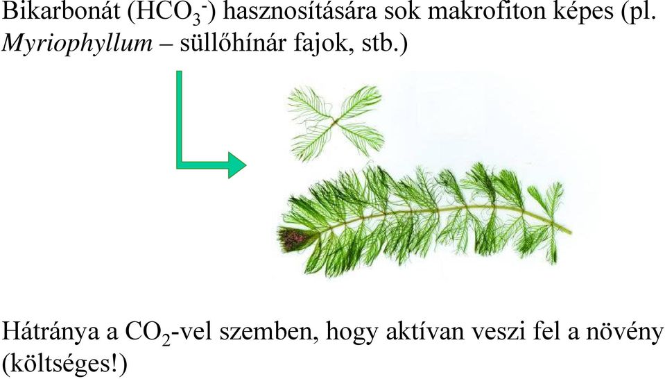 Myriophyllum süllőhínár fajok, stb.