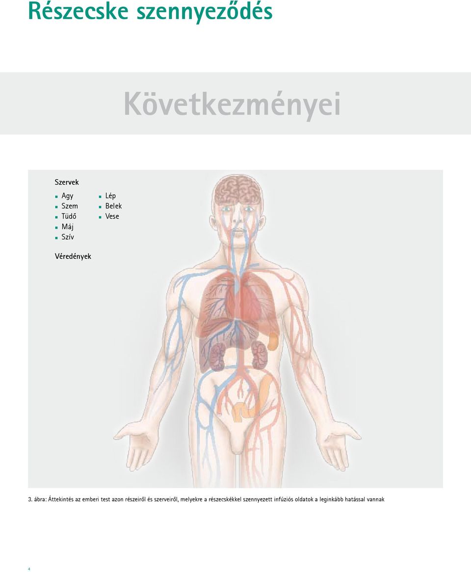 ábra: Áttekintés az emberi test azon részeiről és