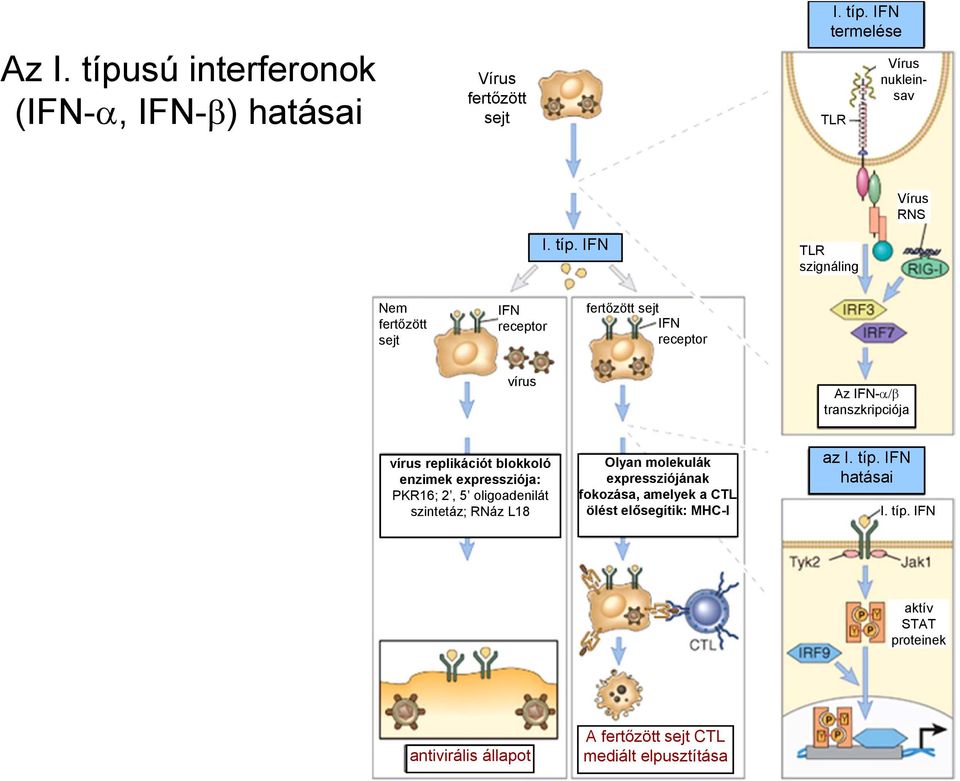IFN termelése TLR Vírus nukleinsav Vírus RNS I. típ.