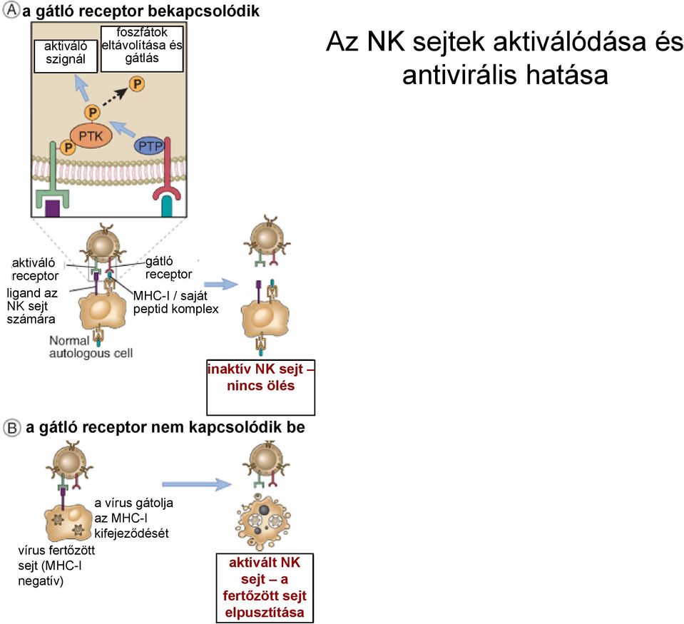 / saját peptid komplex inaktív NK sejt nincs ölés a gátló receptor nem kapcsolódik be a vírus