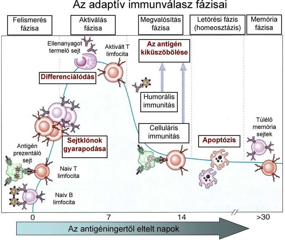 Differenciálódás Humorális immunitás Antigén prezentáló sejt Sejtklónok gyarapodása Naiv T limfocita