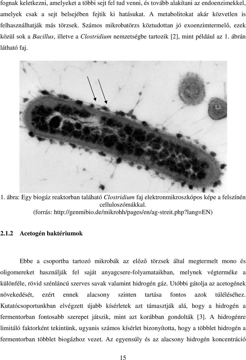 Számos mikrobatörzs köztudottan jó exoenzimtermelı, ezek közül sok a Bacillus, illetve a Clostridium nemzetségbe tartozik [2], mint például az 1.