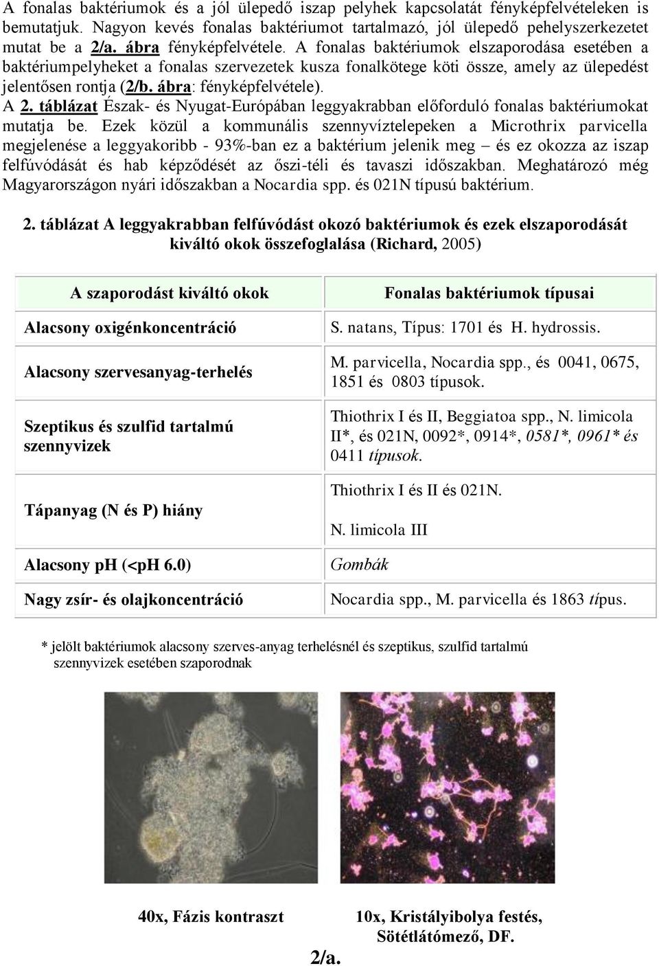 ábra: fényképfelvétele). A 2. táblázat Észak- és Nyugat-Európában leggyakrabban előforduló fonalas baktériumokat mutatja be.
