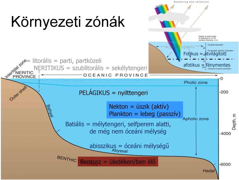 Nekton = úszik (aktív) Plankton = lebeg (passzív) Batiális = mélytengeri, selfperem