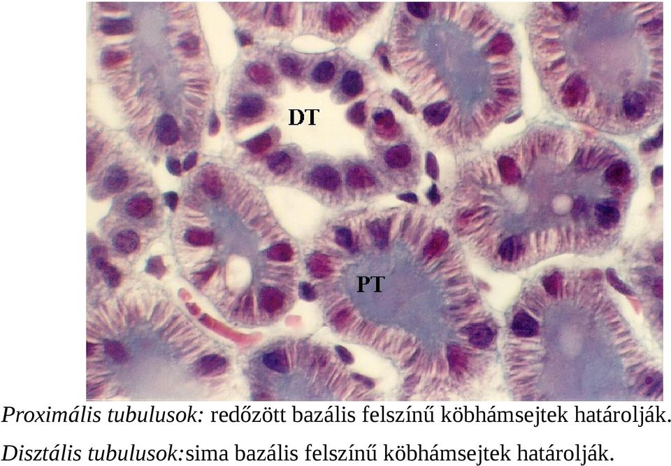 határolják.