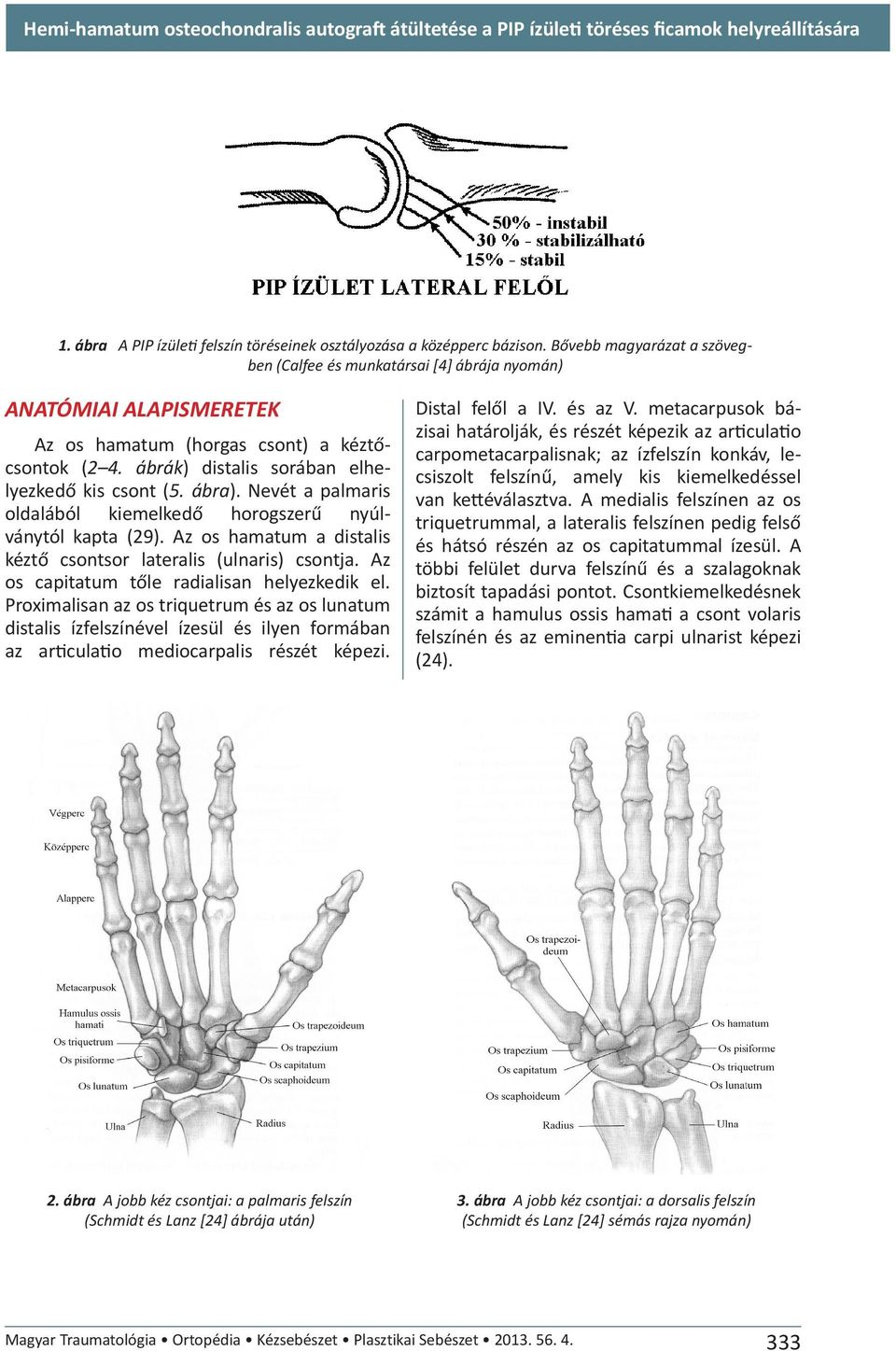 ábra). Nevét a palmaris oldalából kiemelkedő horogszerű nyúlványtól kapta (29). Az os hamatum a distalis kéztő csontsor lateralis (ulnaris) csontja. Az os capitatum tőle radialisan helyezkedik el.