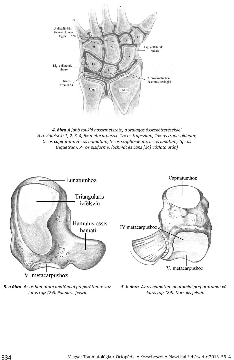 pisiforme. (Schnidt és Lanz [24] vázlata után) 5. a ábra Az os hamatum anatómiai preparátuma: vázlatos rajz (29). Palmaris felszín 5.