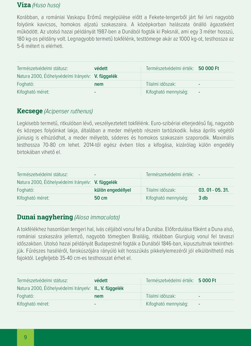 Legnagyobb termetű tokfélénk, testtömege akár az 1000 kg-ot, testhossza az 5-6 métert is elérheti.