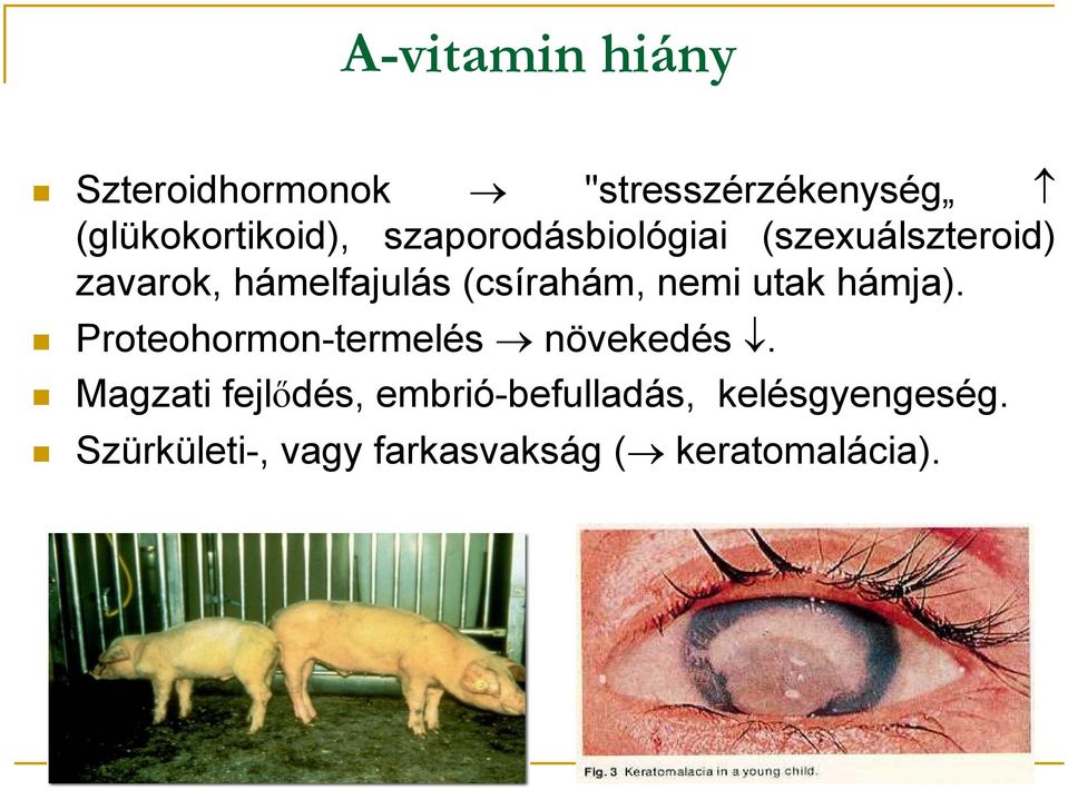 nemi utak hámja). Proteohormon-termelés növekedés.
