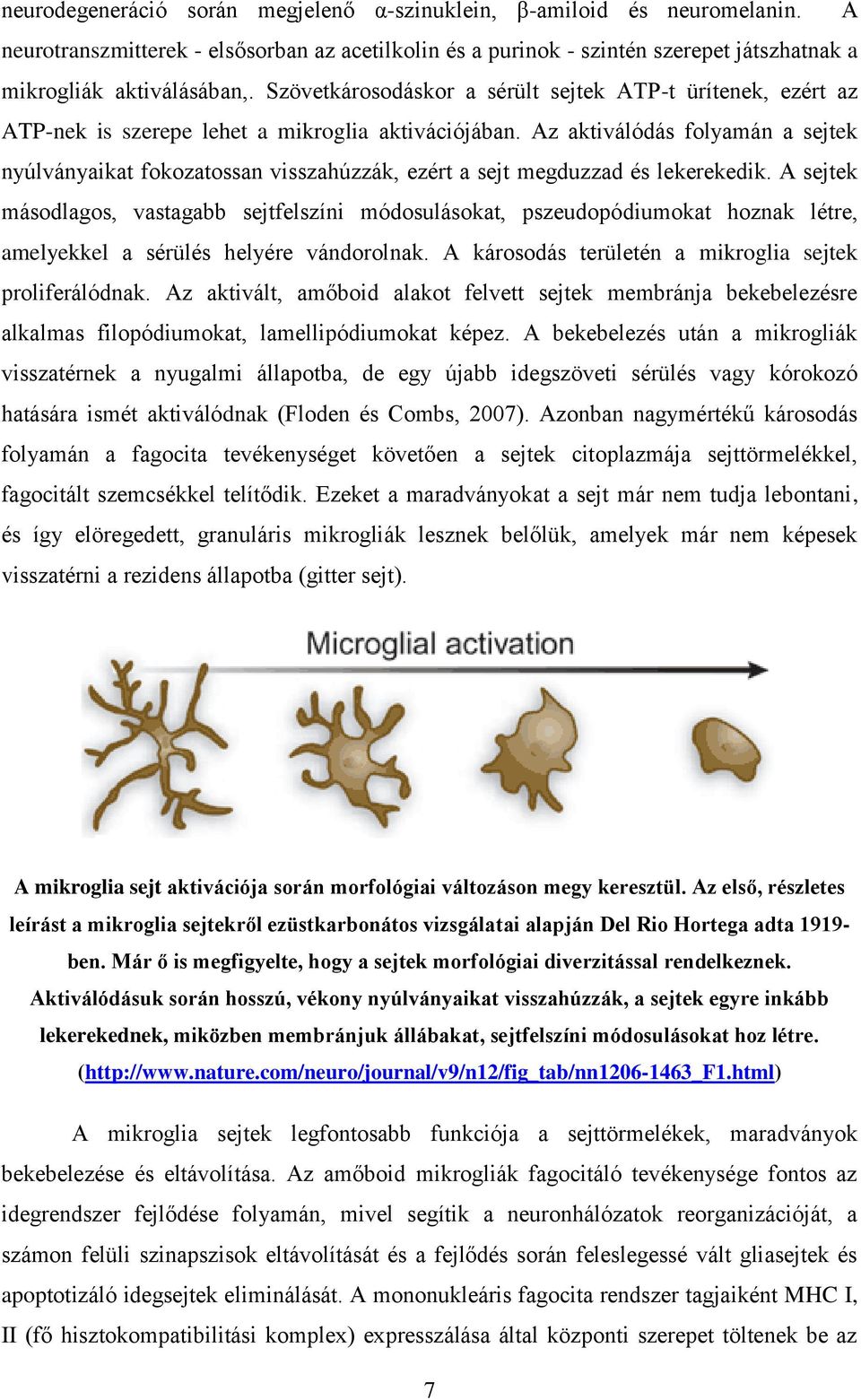 Az aktiválódás folyamán a sejtek nyúlványaikat fokozatossan visszahúzzák, ezért a sejt megduzzad és lekerekedik.