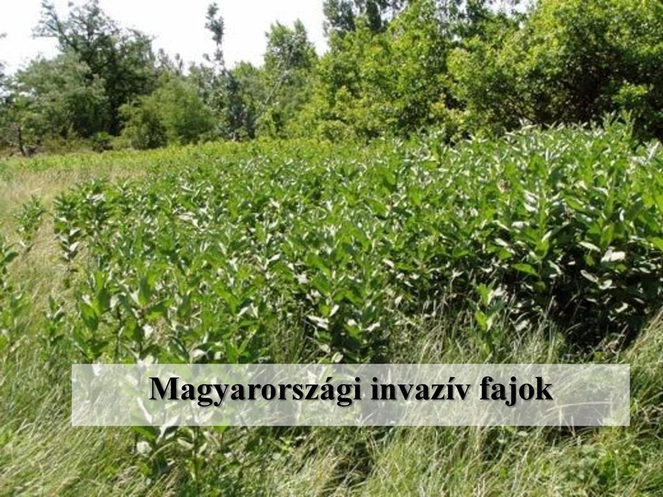 Ökológiai élőlényismeret 6. előadás. Invazív növények - PDF Ingyenes  letöltés