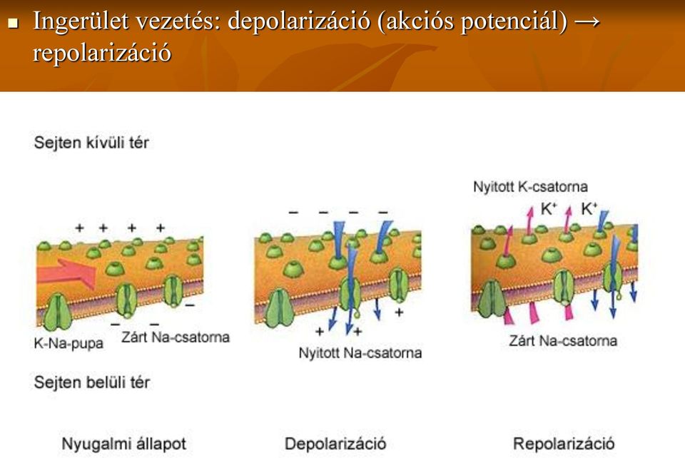 depolarizáció