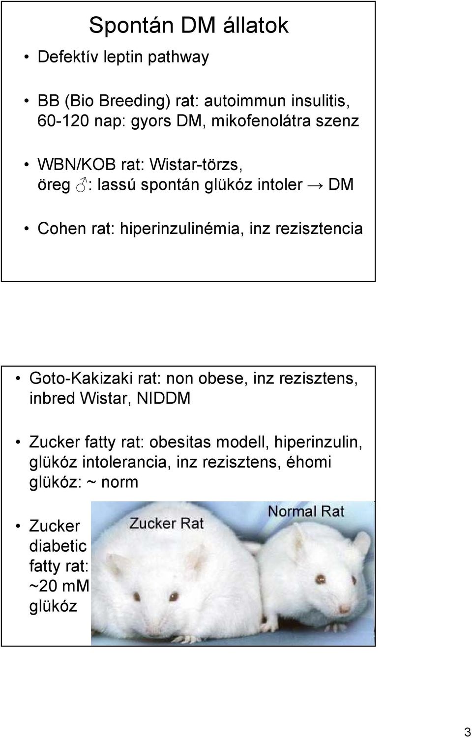 inz rezisztencia Goto-Kakizaki rat: non obese, inz rezisztens, inbred Wistar, NIDDM Zucker fatty rat: obesitas