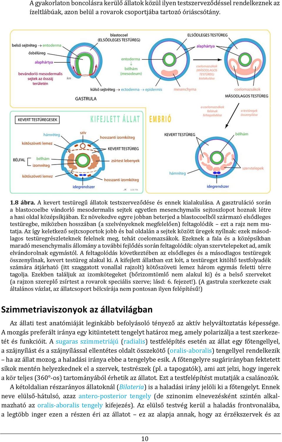A gasztruláció során a blastocoelbe vándorló mesodermalis sejtek egyetlen mesenchymalis sejtoszlopot hoznak létre a hasi oldal középsíkjában.