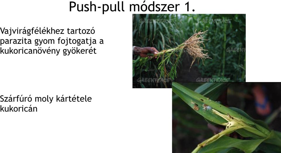 parazita gyom fojtogatja a