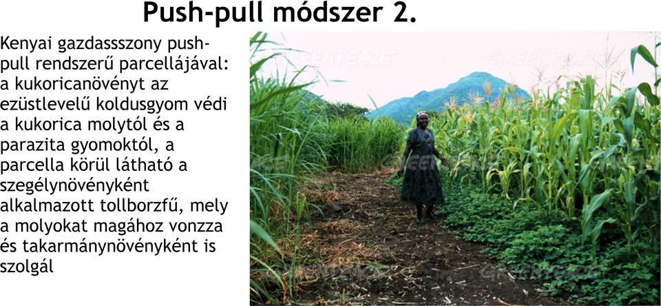 parcella körül látható a szegélynövényként alkalmazott tollborzfű, mely a