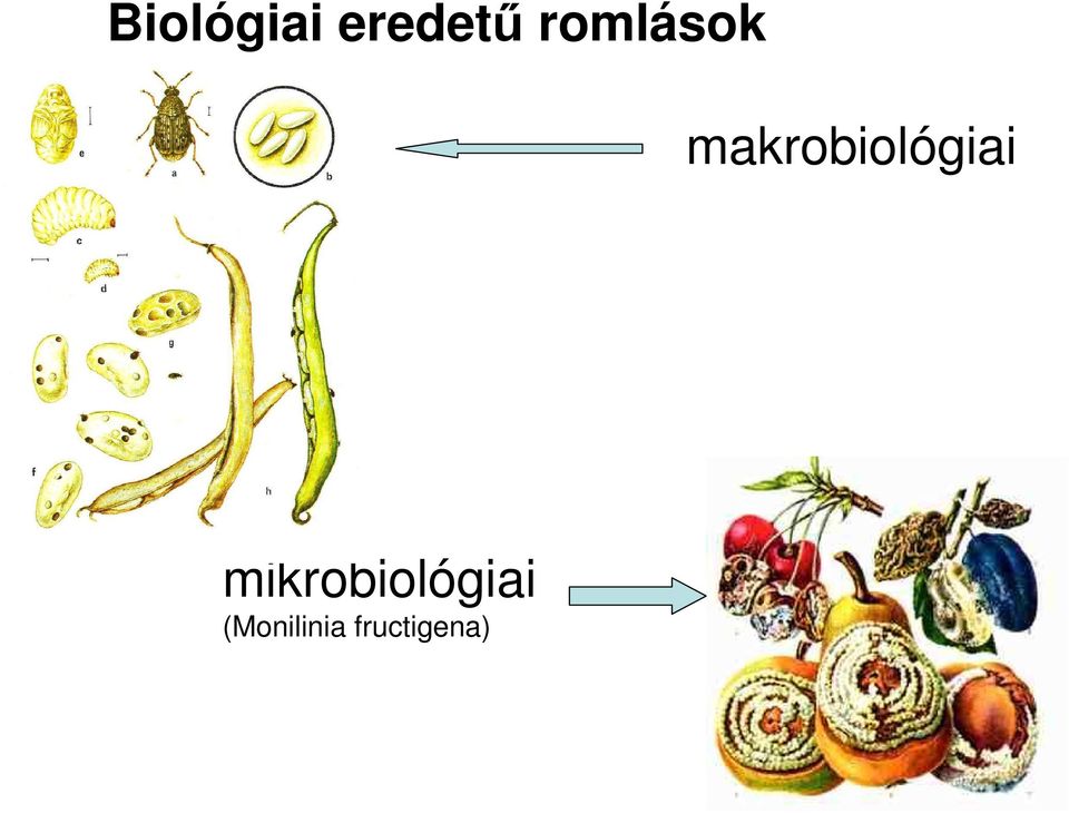 makrobiológiai