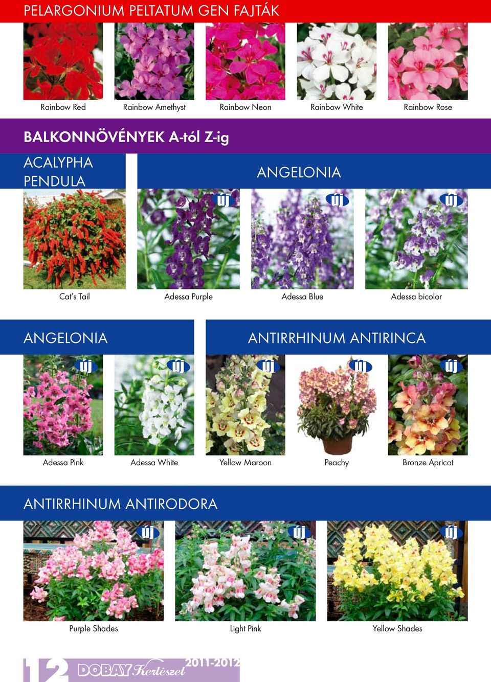 Purple Adessa Blue Adessa bicolor Angelonia Antirrhinum Antirinca Adessa Pink Adessa
