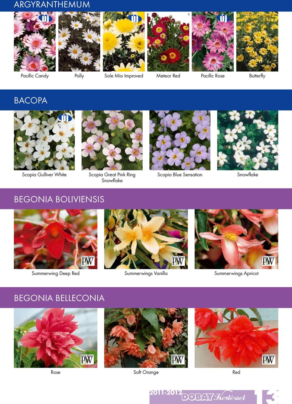 Snowflake Scopia Blue Sensation Snowflake Begonia boliviensis Summerwing