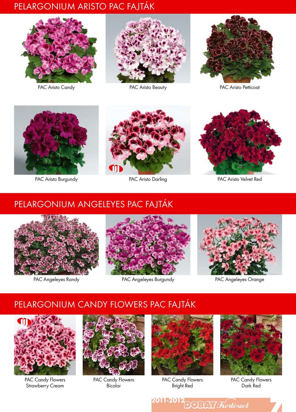 Randy PAC Angeleyes Burgundy PAC Angeleyes Orange Pelargonium Candy Flowers PAC fajták PAC Candy