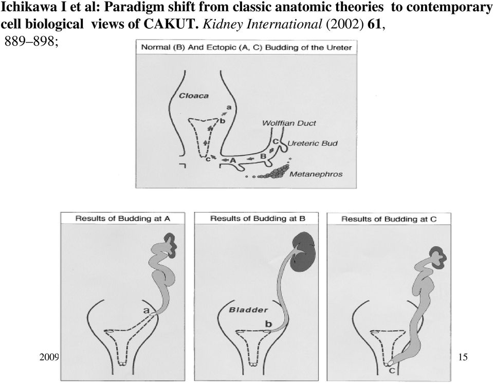 cell biological views of CAKUT.
