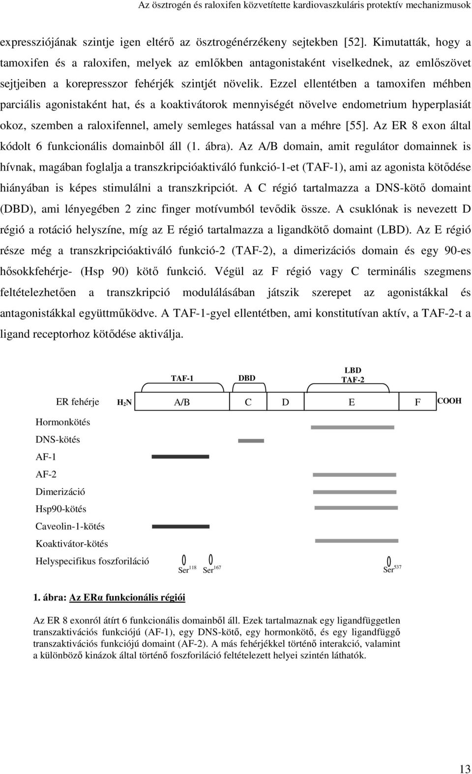 Ezzel ellentéten a tamoxifen méhen parciális agonistaként hat, és a koaktivátorok mennyiségét növelve endometrium hyperplasiát okoz, szemen a raloxifennel, amely semleges hatással van a méhre [55].