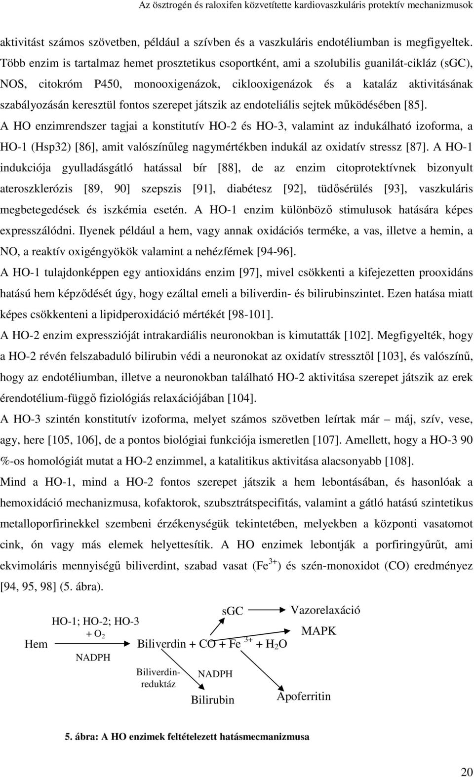 fontos szerepet játszik az endoteliális sejtek mőködéséen [85].