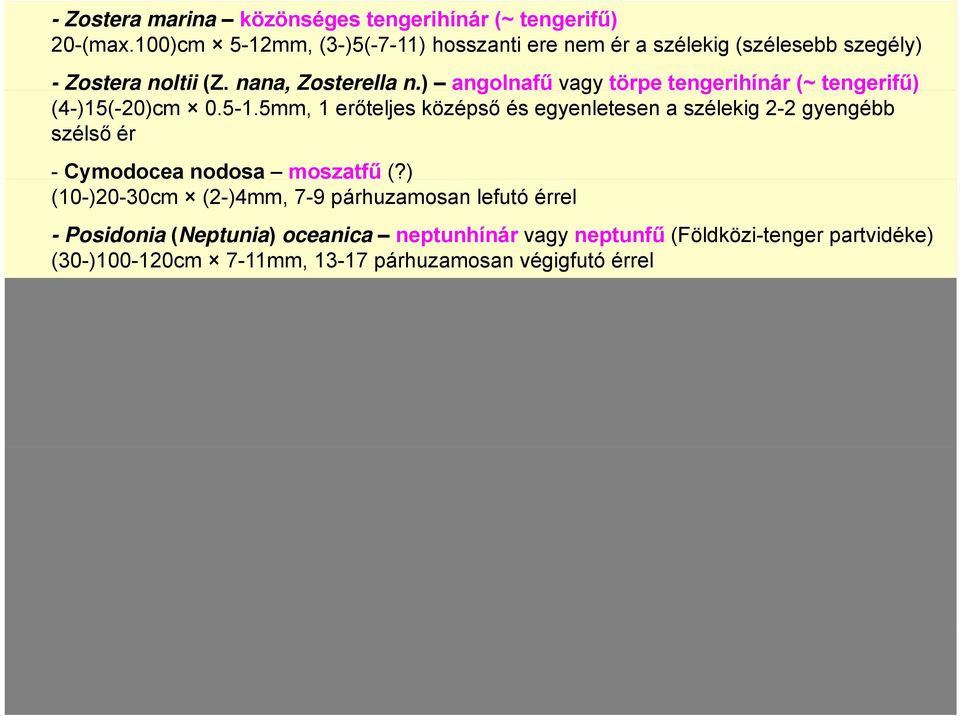 ) ) angolnafű vagy törpe tengerihínár (~ tengerifű) (4-)15(-20)cm 0.5-1.
