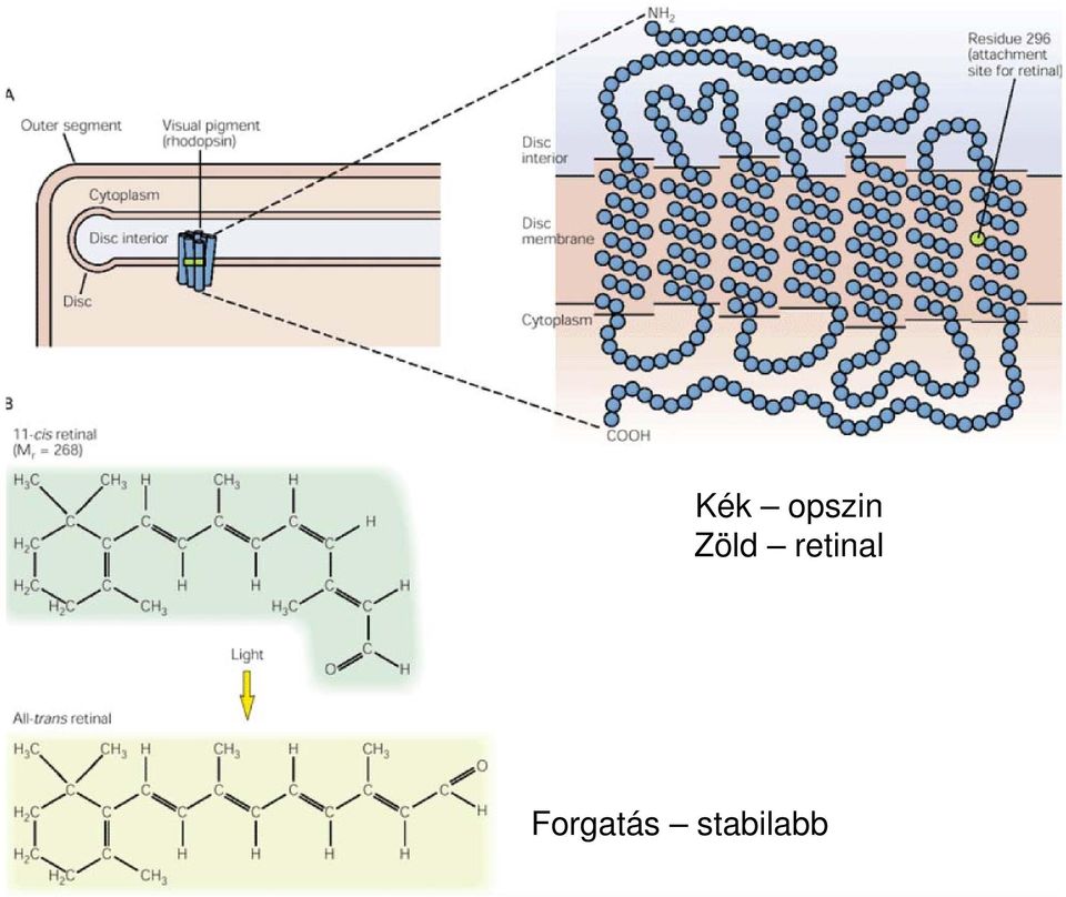 retinal