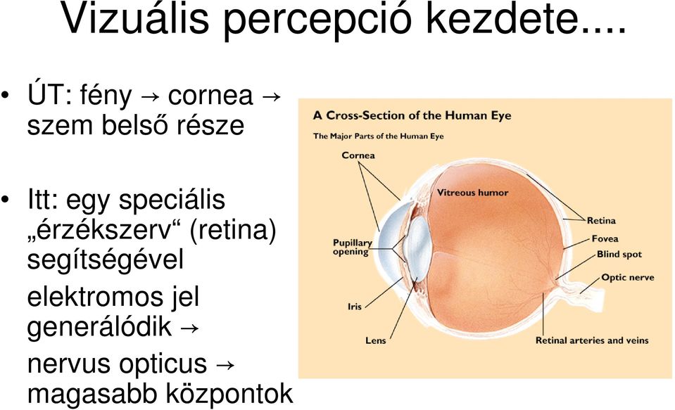 egy speciális érzékszerv (retina)