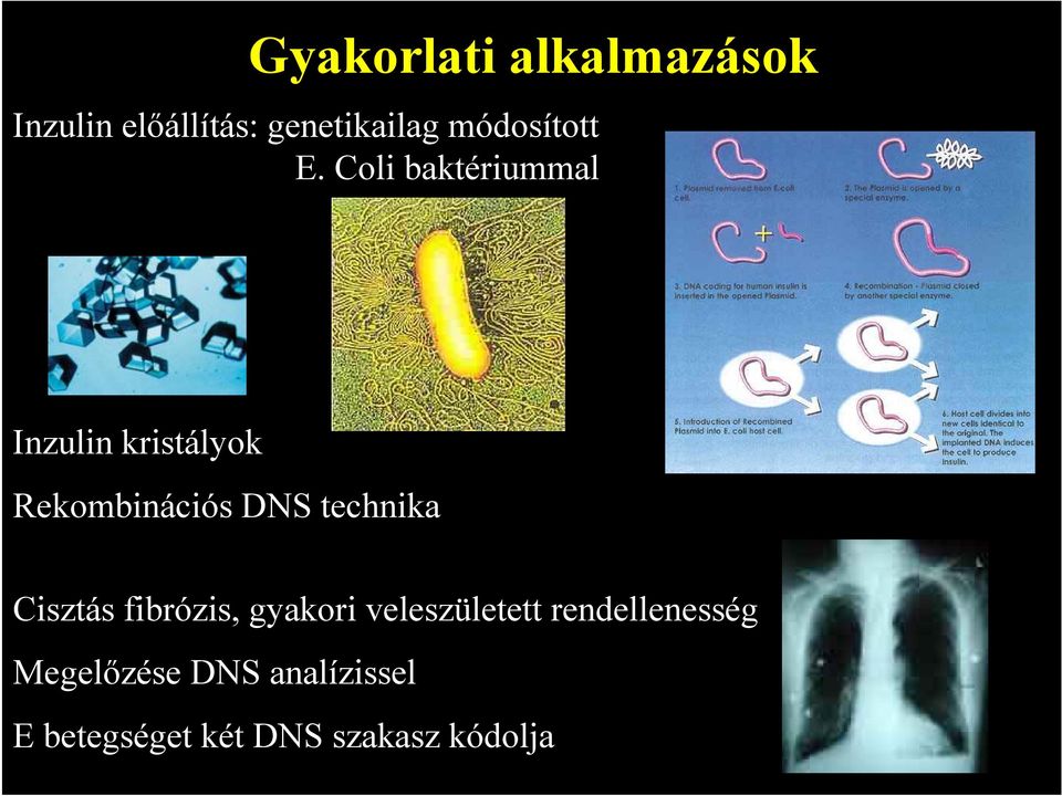 Coli baktériummal Inzulin kristályok Rekombinációs DNS technika