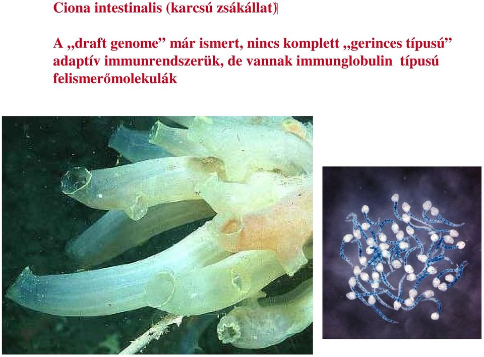 gerinces típusú adaptív immunrendszerük,