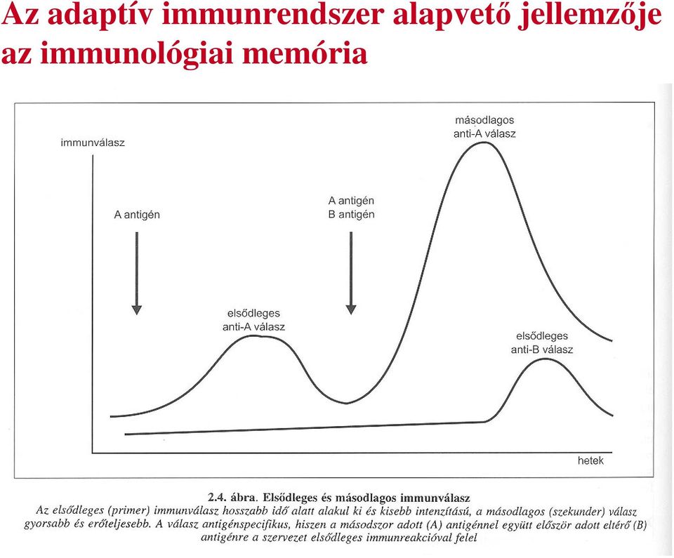 alapvető