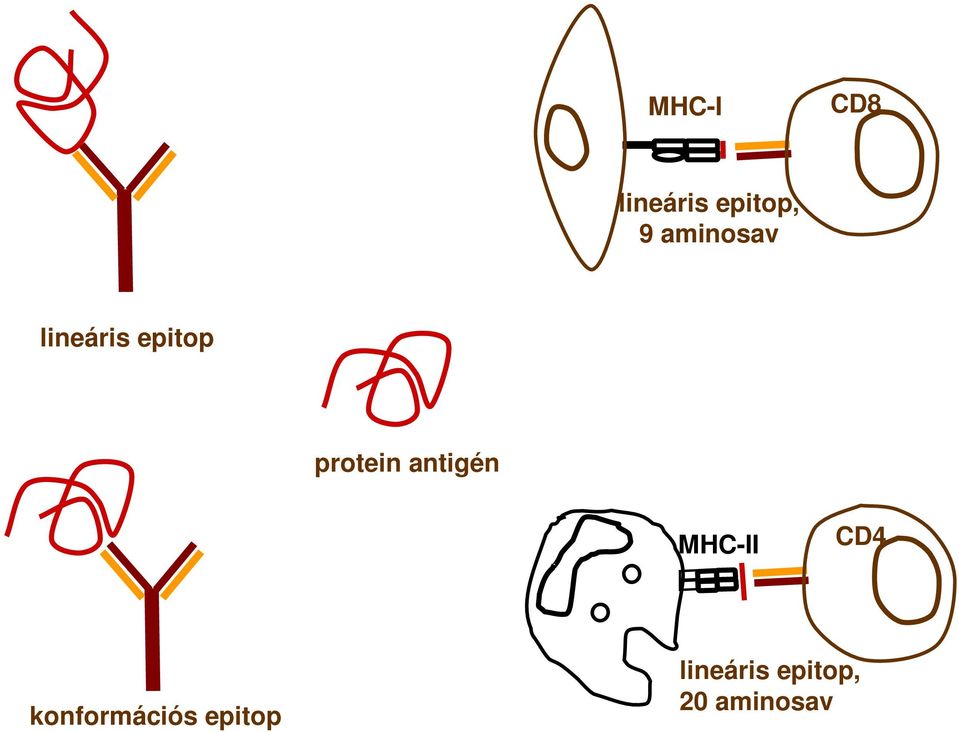 antigén MHC-II CD4 konformációs
