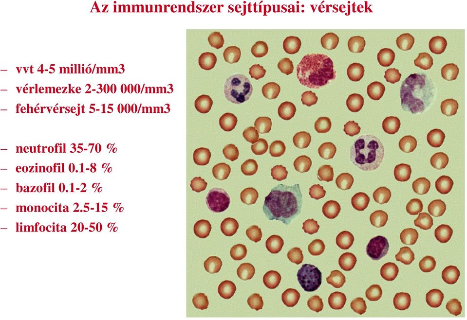 5-15 000/mm3 neutrofil 35-70 % eozinofil 0.