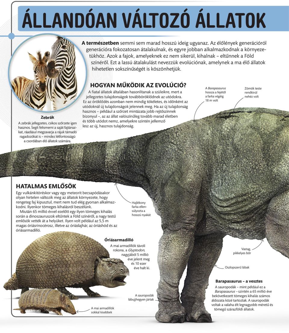 Zebrák A zebrák jellegzetes, csíkos szőrzete igen hasznos.