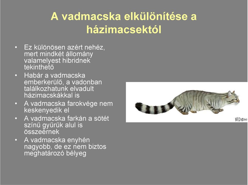 elvadult házimacskákkal is A vadmacska farokvége nem keskenyedik el A vadmacska farkán a