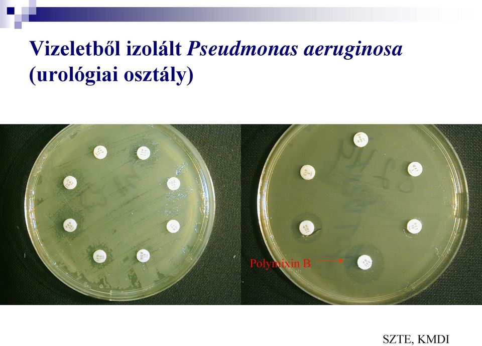 aeruginosa