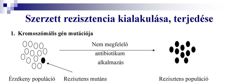 Érzékeny populáció Rezisztens mutáns Rezisztens populáció 2.