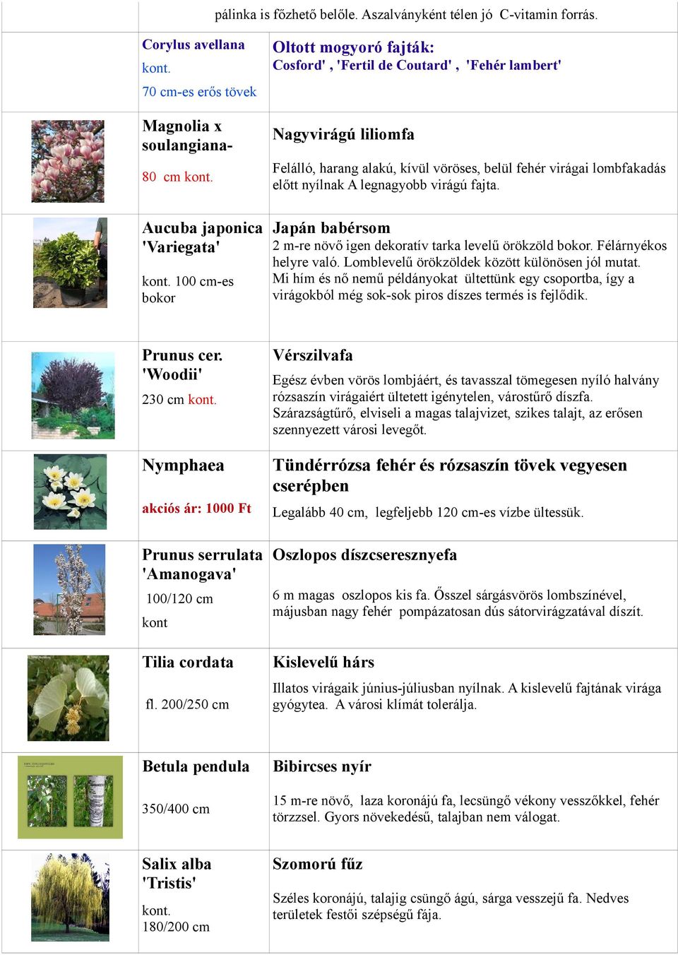 belül fehér virágai lombfakadás előtt nyílnak A legnagyobb virágú fajta. Aucuba japonica Japán babérsom 2 m-re növő igen dekoratív tarka levelű örökzöld bokor.