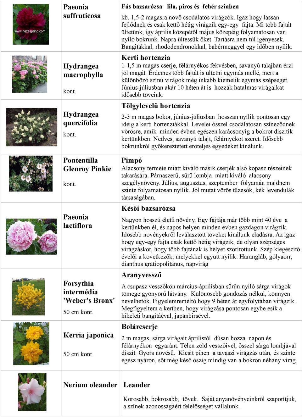 Bangitákkal, rhododendronokkal, babérmeggyel egy időben nyílik. Kerti hortenzia Hydrangea macrophylla 1-1,5 m magas cserje, félárnyékos fekvésben, savanyú talajban érzi jól magát.