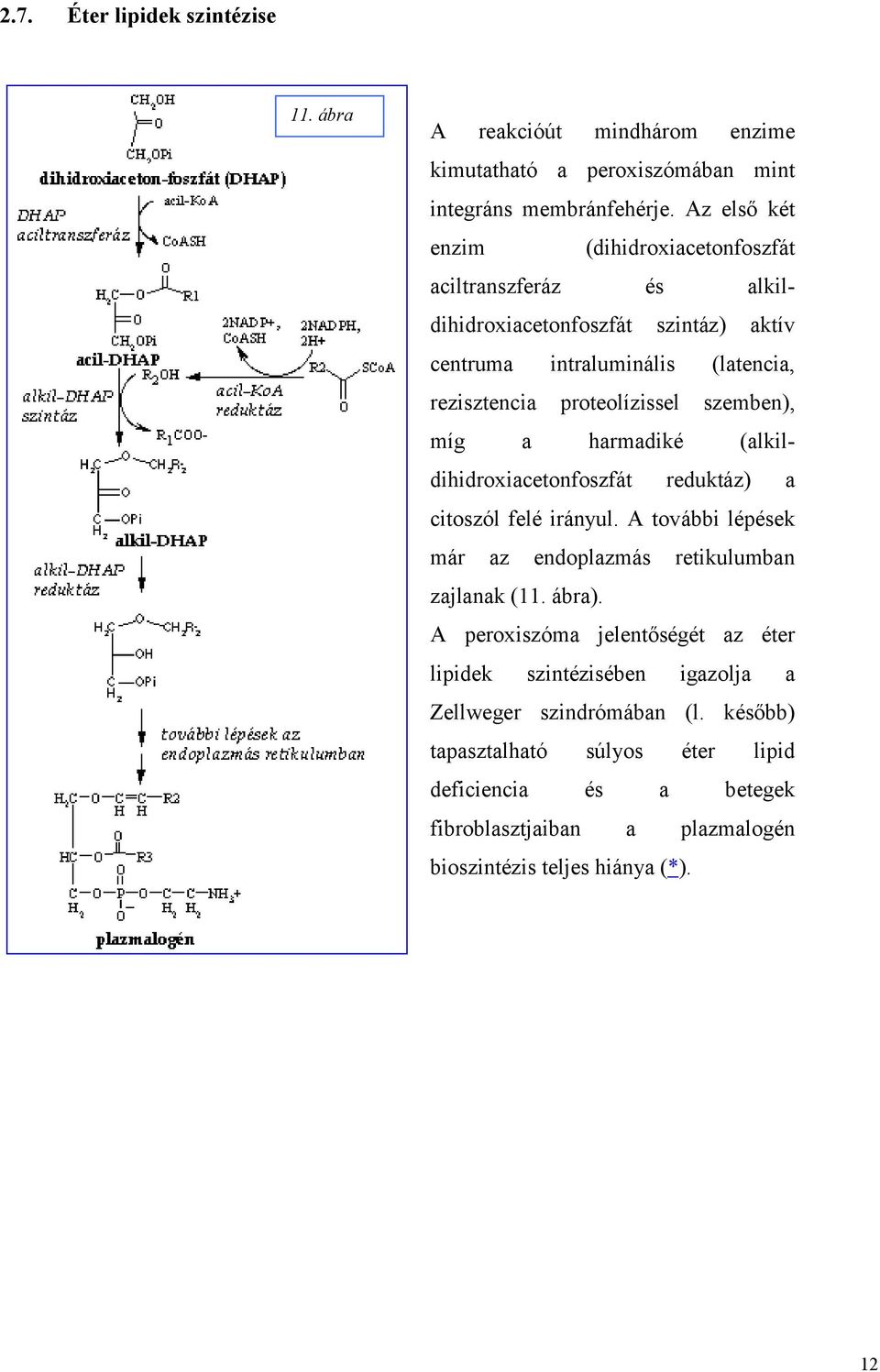 szemben), míg a harmadiké (alkildihidroxiacetonfoszfát reduktáz) a citoszól felé irányul. A további lépések már az endoplazmás retikulumban zajlanak (11. ábra).