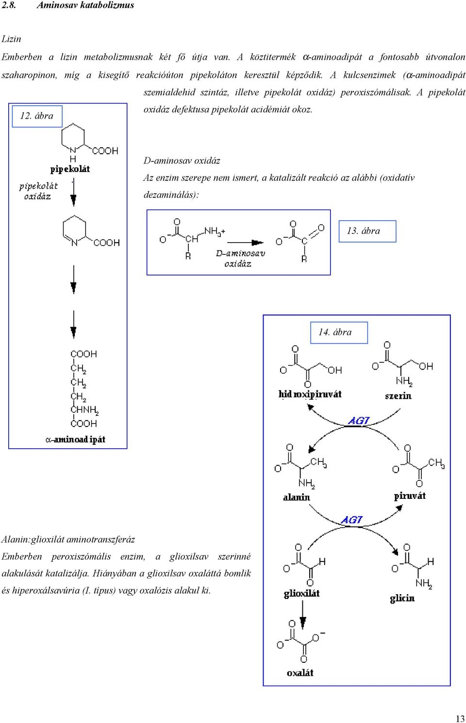 A kulcsenzimek (α-aminoadipát szemialdehid szintáz, illetve pipekolát oxidáz) peroxiszómálisak. A pipekolát oxidáz defektusa pipekolát acidémiát okoz. 12.